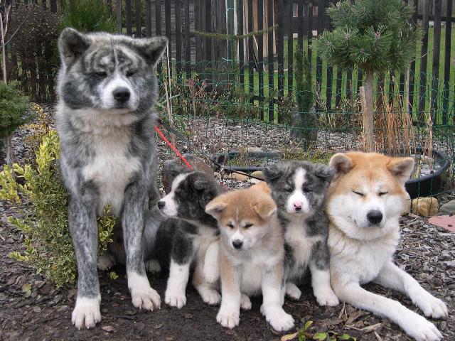akita_21.jpg